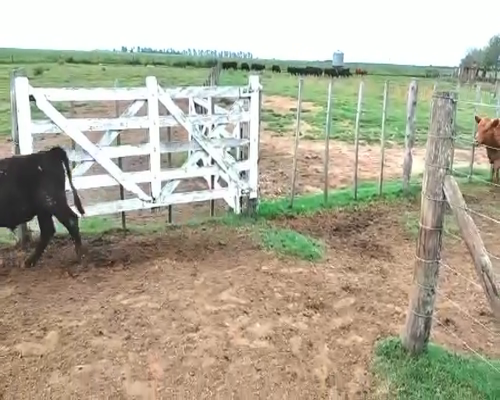 Lote 14 Terneros/as en Viamonte, Córdoba