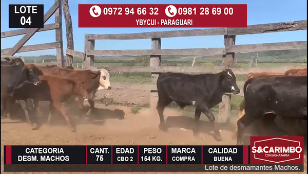 Lote Desmamantes machos CBO 2