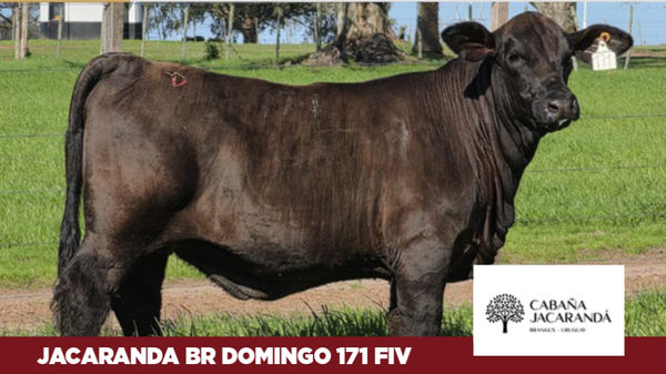 Lote Cabaña Jacaranda