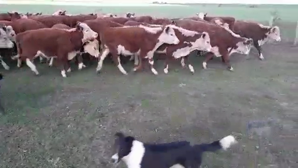 Lote 50 Terneros/as en Villaguay, Entre Ríos