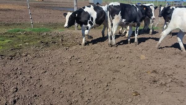 Lote 53 Novillitos Holando Argentino en Freyre, Córdoba