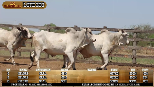 Lote LOTE 200 - POR PANTALLA