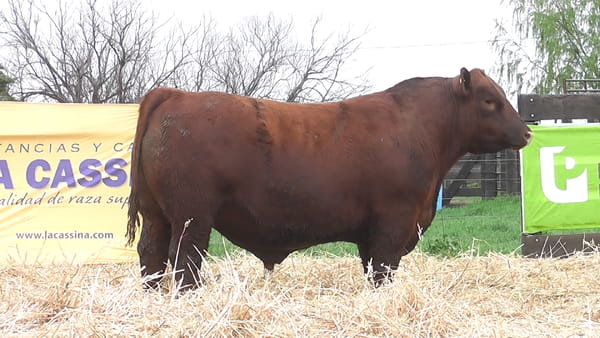 Lote TOROS ANGUS PUROS DE PEDIGREE