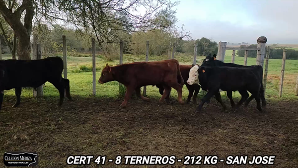 Lote 8 Terneros en San José