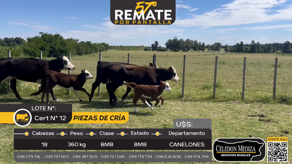 Lote 18 Piezas de cría en Otra Localidad, Canelones
