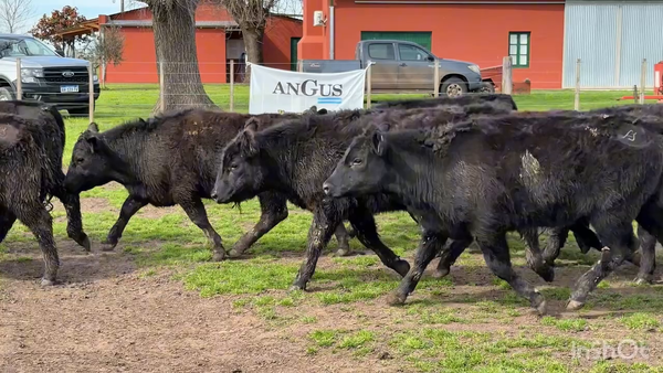 Lote 42 Terneros