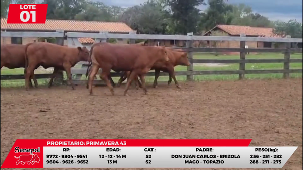 Lote LOTE 1
