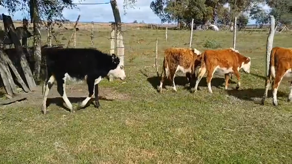 Lote (Vendido)4 Terneras HE 100kg -  en Monzon
