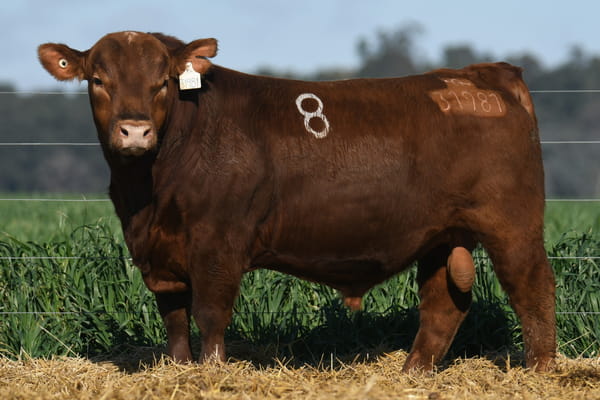 Lote TORO ANGUS PC