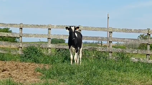 Lote (Vendido)Novillos Holando HOLANDO 300kg -  en COLONIA SUIZA