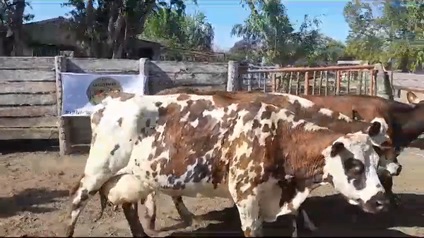 Lote VACAS PI EN PRODUCCION