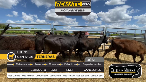 Lote 7 Terneras en Parador Tajes, Canelones