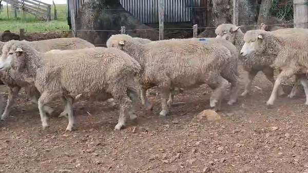 Lote OVEJAS INVERNAR