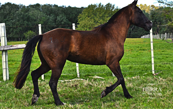 Lote Babilonia Del Burucuya