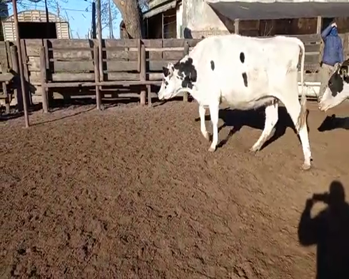 Lote VAQUILLONAS PREÑADAS