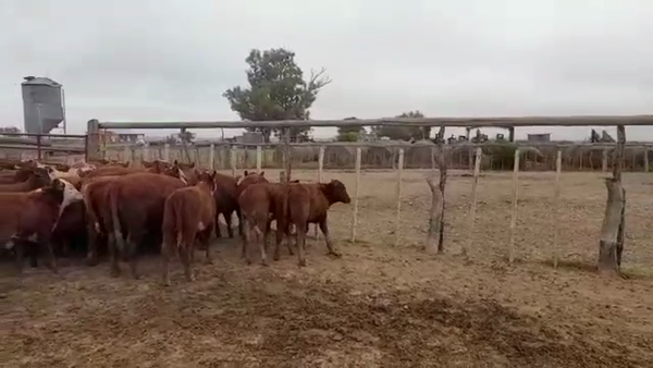 Lote 62 Terneros/as en Gualeguay, Entre Ríos