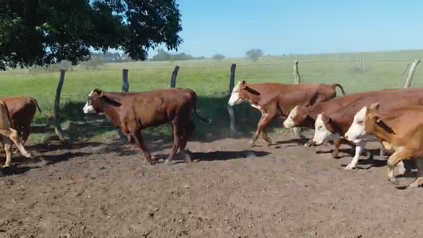 Lote 120 Terneros en Corrientes, Mercedes