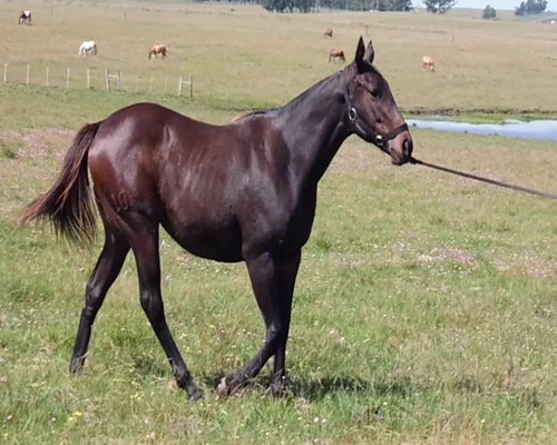 Lote LA TIGREZA DE TRES PUENTES