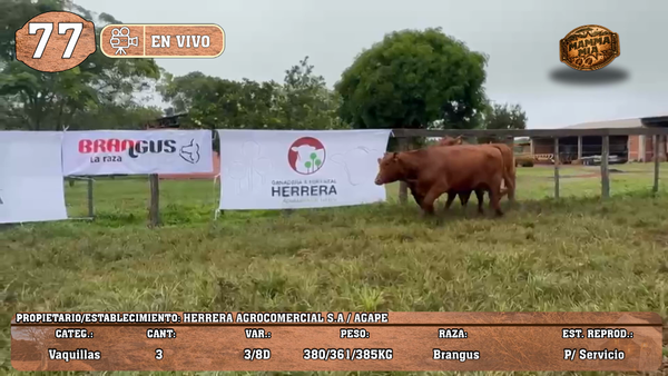 Lote LOTE 77 -EN VIVO