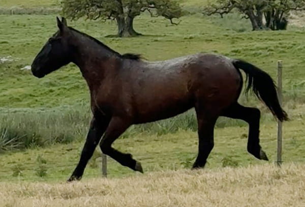 Lote EXTRAVIADO EL TACUARAL