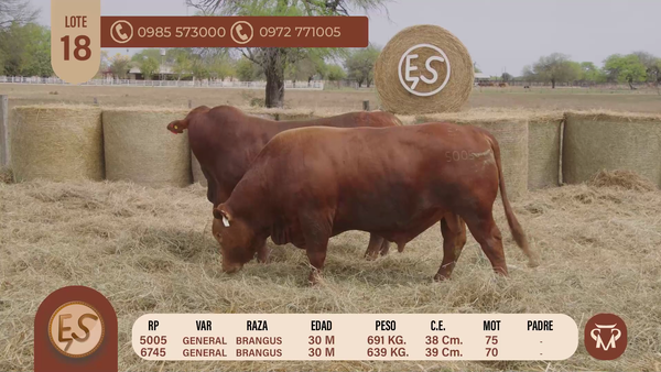 Lote TOROS BRANGUS 30 MESES