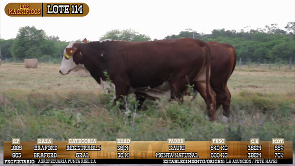 Lote LOTE 114 - PANTALLA