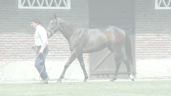 Lote ANAGRAMA (HAT NINJA - ANAHEIM)