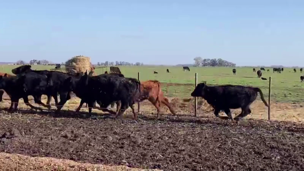 Lote 110 TERN. HEMBRAS, TANDIL, BS. AS.