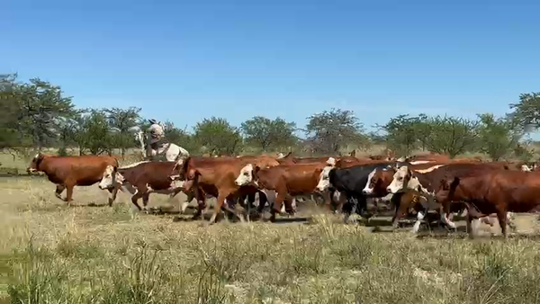 Lote 35 Vaquillonas C/ gtia de preñez