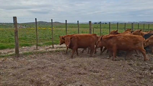 Lote 54 Terneros en Buenos Aires, Tandil