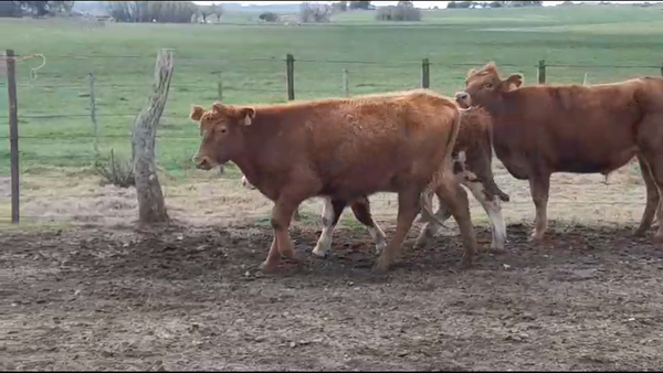 Lote (Vendido)3 Novillos 1 a 2 años 275kg -  en SAN JUAN