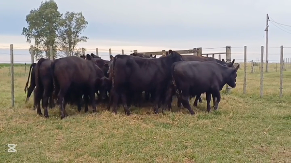 Lote NOVILLOS 1 A 2 AÑOS