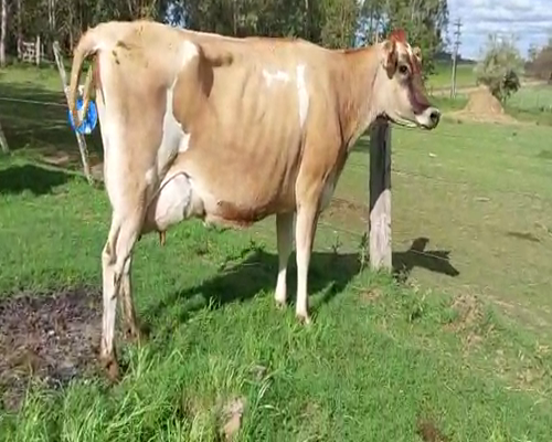 Lote 2 Vaca JERSEY, San José