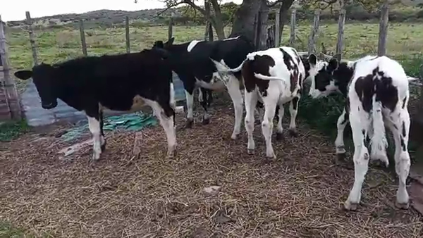 Lote 5 Terneros HOLANDO 100kg - , San José