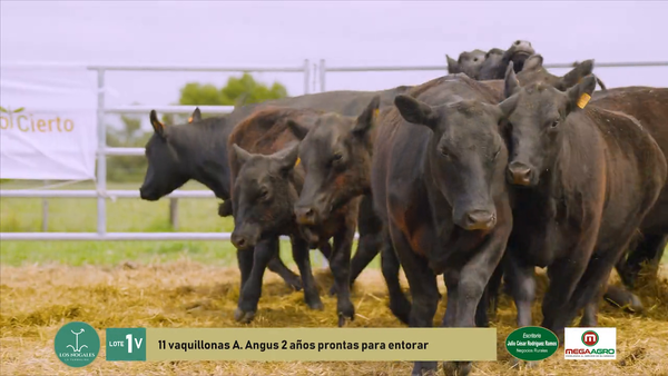 Lote 11 Vaquillonas , Flores
