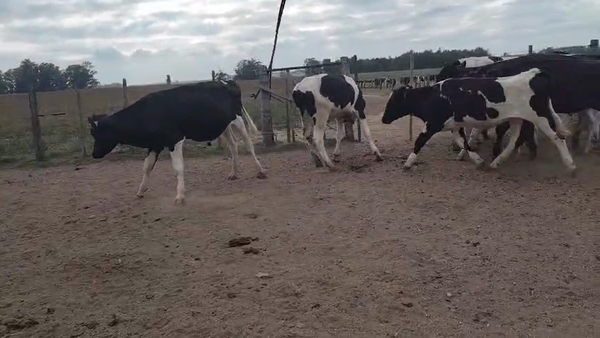 Lote 9 Novillos, San José