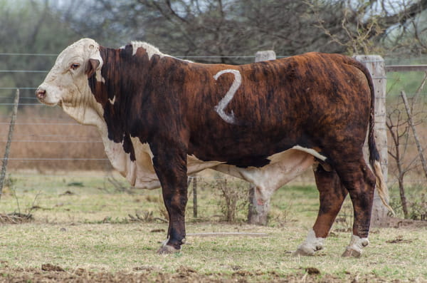 Lote Corral 14/15 - CABAÑA MILENA