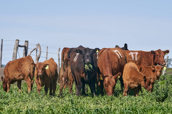 Lote "ME KEN" VAQUILLAS P.C CON CRIA