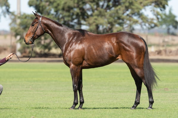 Lote TAITA PEREGRINA - T/E (DOLFINA GUITARRERO - OPEN ORACION)