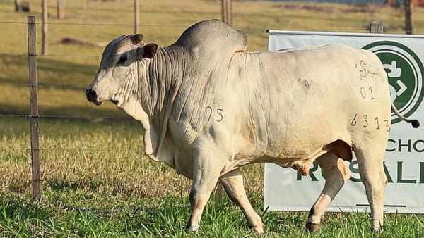 Lote LOTE 12