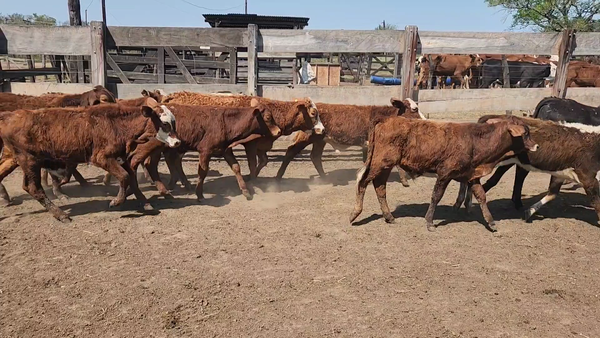 Lote 130 Terneros/as en San Lorenzo, Corrientes