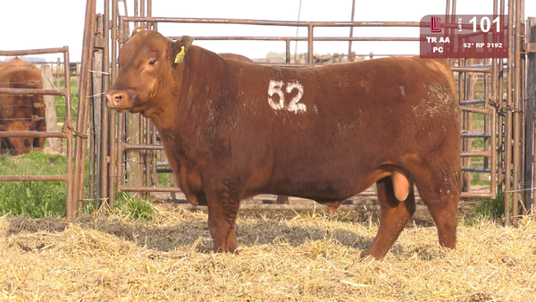 (*)52 3192 — TOROS ANGUS COLORADOS  PC
