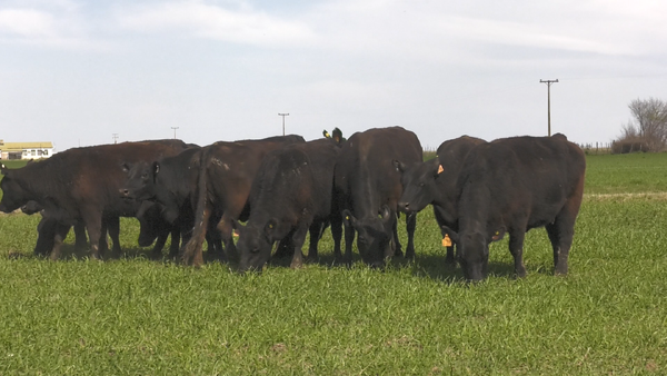 Lote VACAS  ANGUS NEGRO  MAS  C/ GTIA DE PREÑEZ PARICIÓN PRIMAVERA
