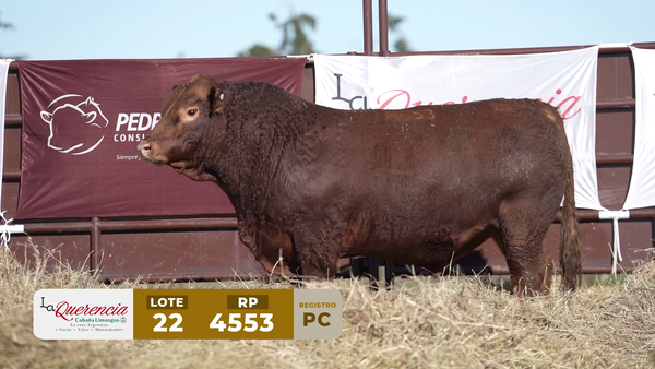 Lote TORO PC