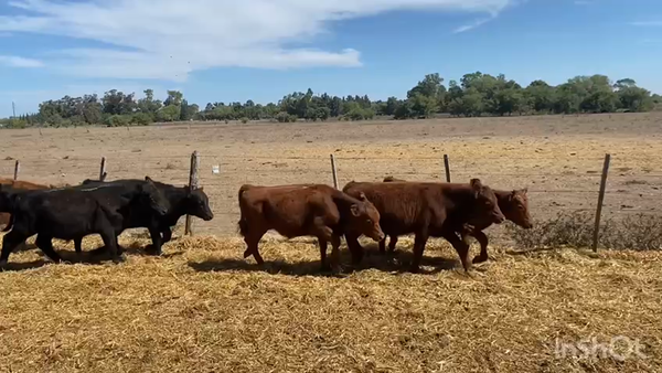 Lote 45 Terneros en Brandsen, Buenos Aires