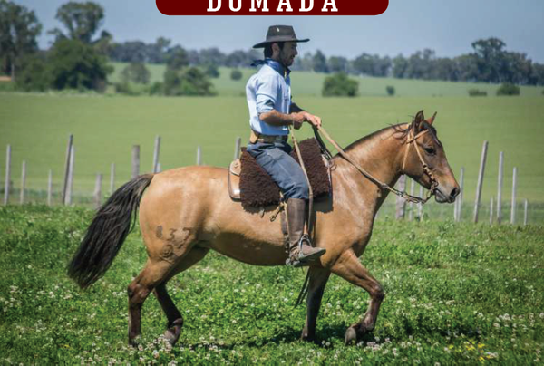 Lote YÚBELY FIGURILLA