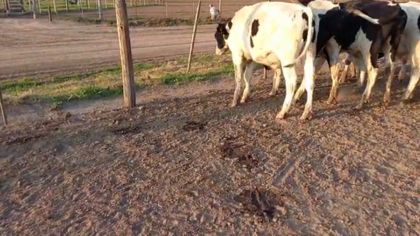 Lote 14 Novillitos Holando Argentino en Porteña, Córdoba