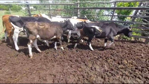 Lote 10 Terneras holando y hereford en Carretero