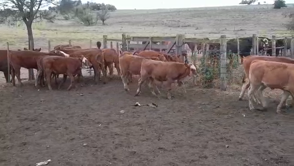 Lote (Vendido)20 Terneras LIMANGUS 180kg -  en CUFRE