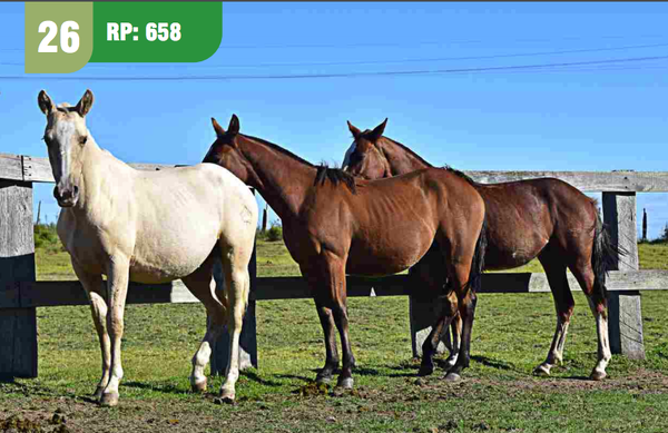 Lote CANTORA CUARTEADOR